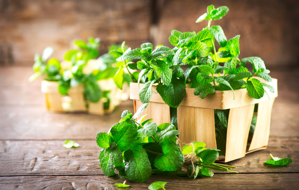 Holly Mint 6001 flavour inspiration