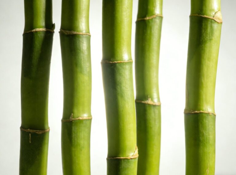 Bamboo 1001 flavour concentrate reference image