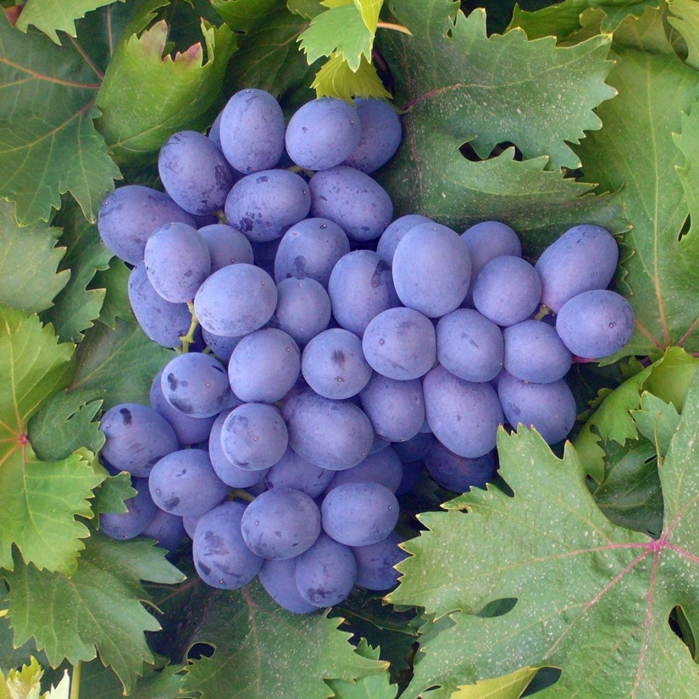 Plump purple grapes for Kyoho Grape 1001 flavour