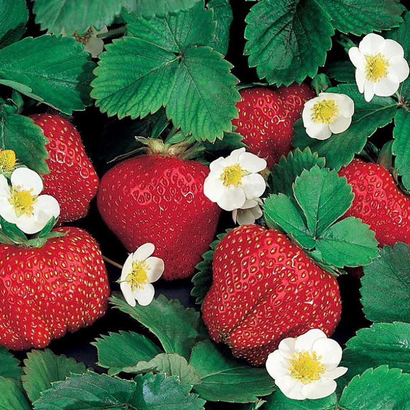 Fresh Ripe Strawberry 2104 flavour ingredients